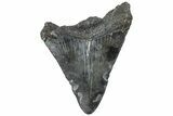 Fossil Megalodon Tooth - South Carolina #308080-1